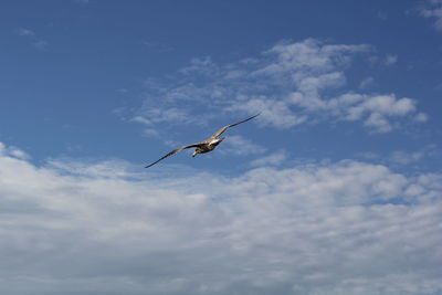 Low angle view of seagull flying in sky