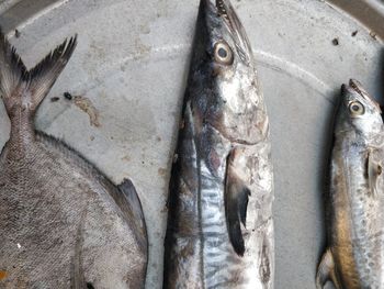 High angle view of fish for sale in market