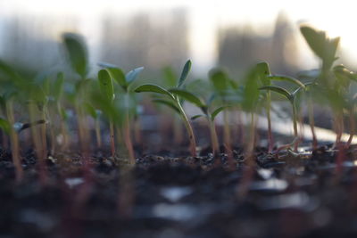 Close-up of plants growing on field