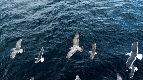 High angle view of ducks by sea