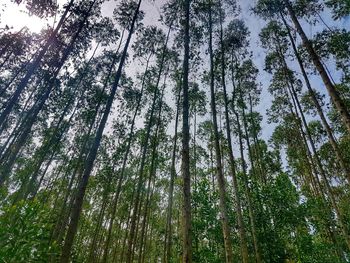 Low angle view of trees against sky