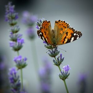 Close-up of butterfly on flower