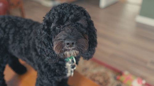 Close-up portrait of dog