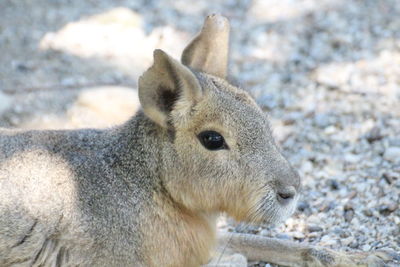Close-up of a rabbit looking away