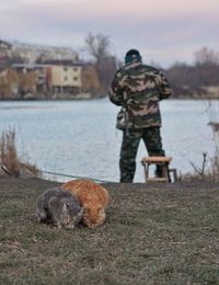 Cats on field with army man in background