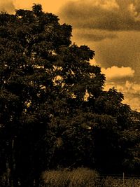 Silhouette of trees against cloudy sky