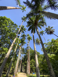 Low angle view of coconut palm trees against sky