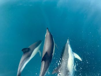 View of dolphins in sea