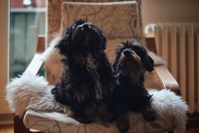 Rear view of woman with dog relaxing at home