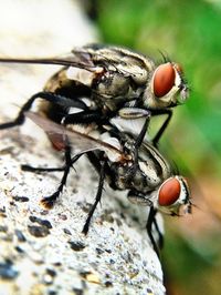 Close-up of housefly mating on rock