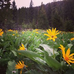 Close-up of yellow flowers blooming outdoors