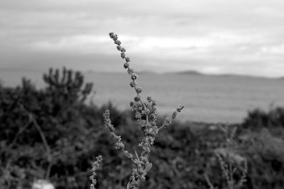 Close-up of plant growing on field against sky