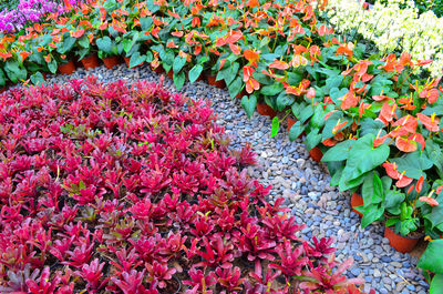 Close-up of pink flowering plants