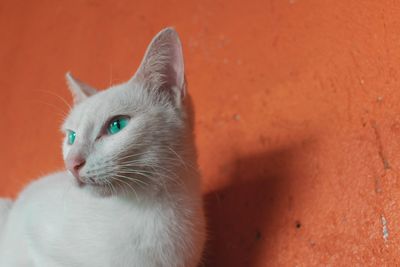 Close-up of a cat looking away