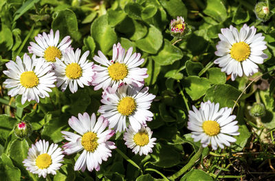 Close-up of white daisy flowers