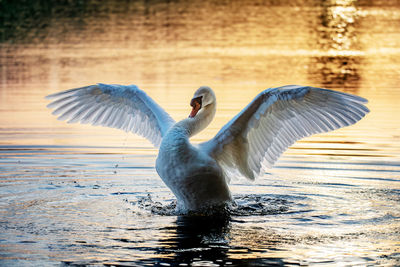 Close-up of bird in lake