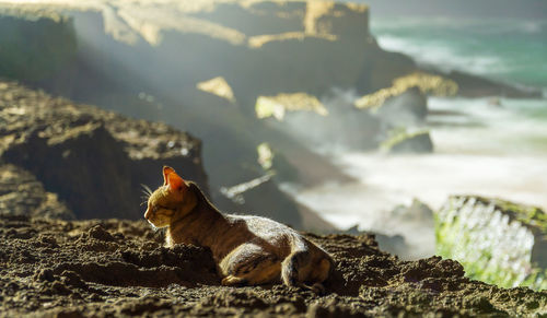 View of a cat on rock