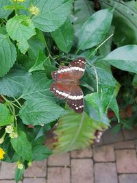 Close-up of butterfly on leaves