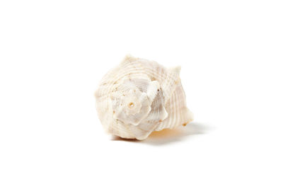 High angle view of shell on white background