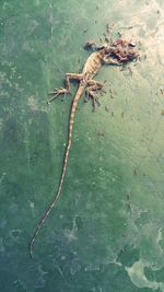 High angle view of lizard on wall