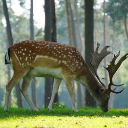 Deer in a forest