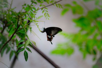 Close-up of butterfly on leaf