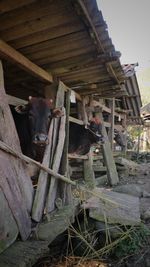 High angle view of a horse in shed