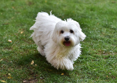 Portrait of white dog on field