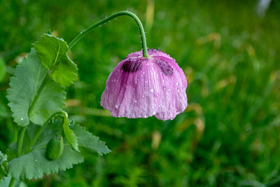 plant