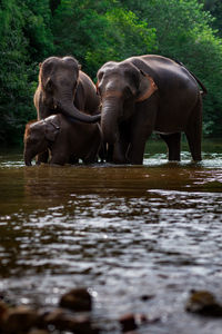 Elephant drinking water in lake. elephant family in a forest with the river on the way.