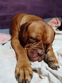 Close-up of dog sleeping on bed