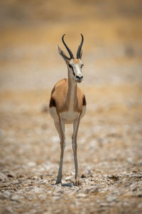 Springbok stands facing camera on salt pan