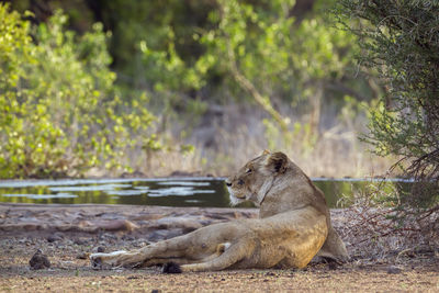 Lioness relaxing by lake