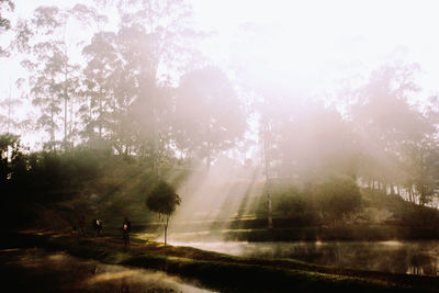 Sun shining through trees