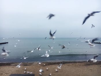 Seagulls flying over sea against sky