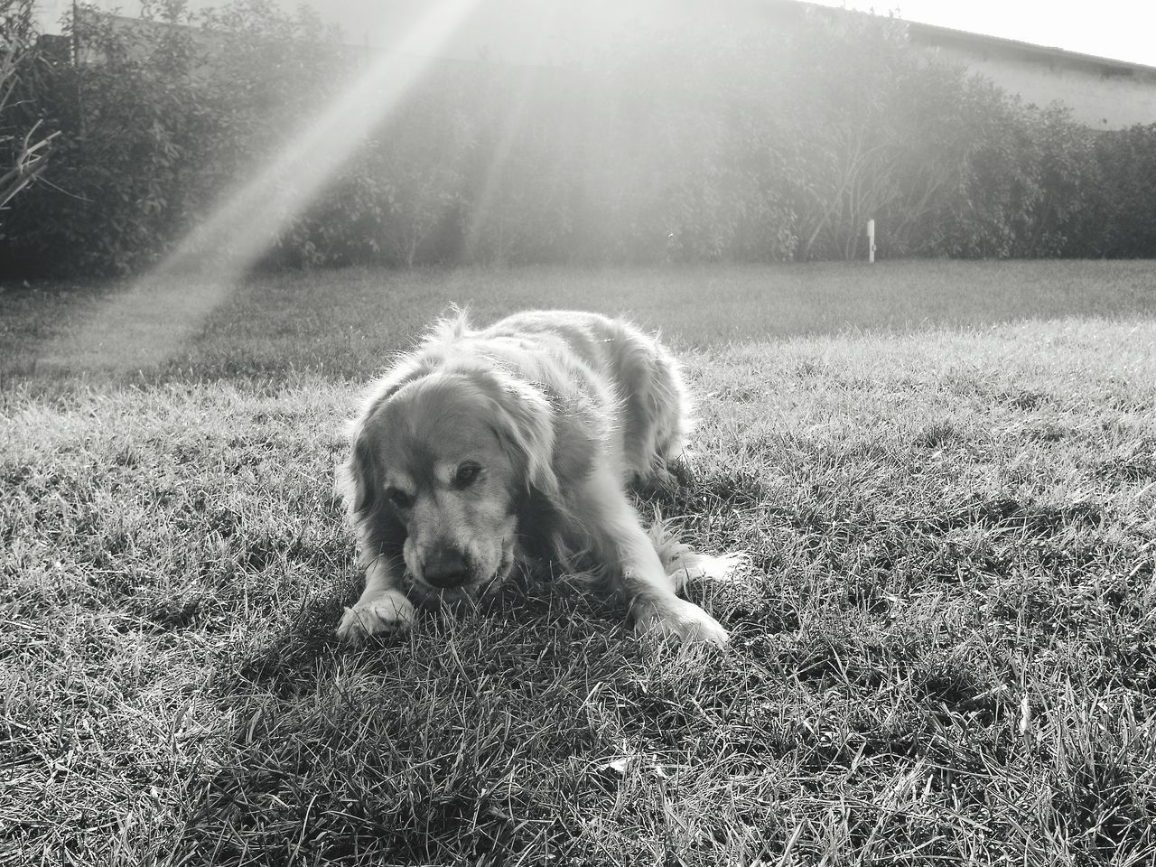 DOG STANDING ON LAND