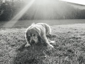 Dog on a field