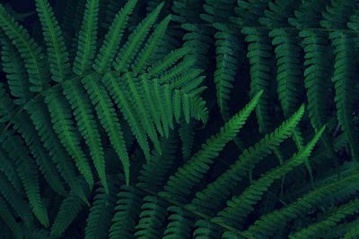 Detail shot of fern