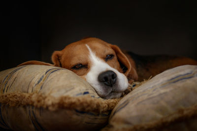 Close-up portrait of a dog resting