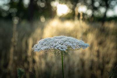 Close-up of white flowering plant on land