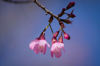 Close-up of pink flowers hanging on branch