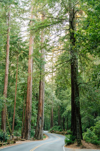 Road amidst trees in forest