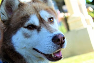 Close-up portrait of dog