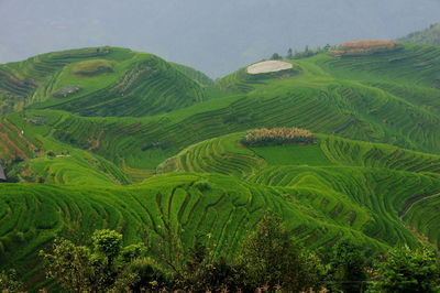 Scenic view of agricultural field