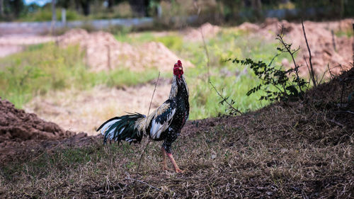 Bird perching on field