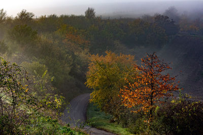 Trees in forest during autumn