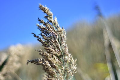 Close-up of stalks against blue sky