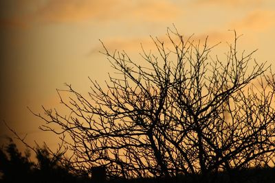 Silhouette of trees at sunset