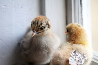 Close-up of young birds