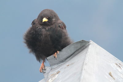 Low angle view of bird perching against clear sky